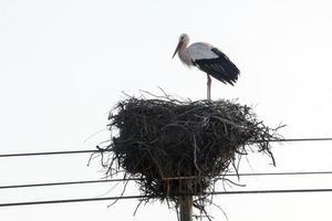 pájaro cigüeña blanca foto