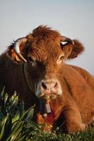 brown cow closeup photo