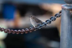 Female sparrow closeup photo