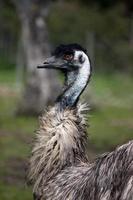 curious ostrich closeup photo