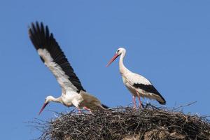 Two white storks on the nest photo