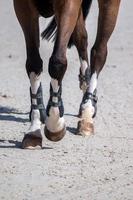 horse legs on dirt