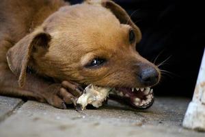 dog chewing a bone photo