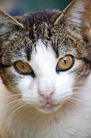 domestic cat closeup photo