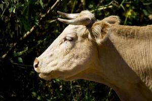 domesticated brown cow photo