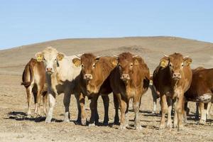 brown cows on arid land photo