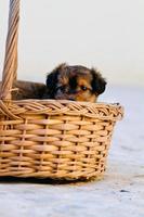 domestic dog inside a basket