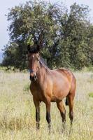 brown horse on the fields photo