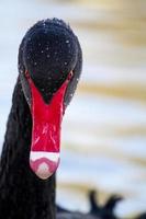 cisne negro, cygnus atratus foto