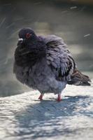 Urban pigeon takes a bath photo