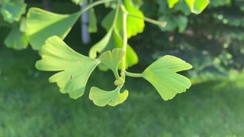 Fondo natural con hojas verdes del árbol de ginkgo. video