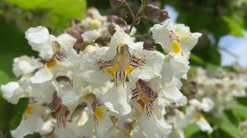 fundo natural com close-up de flores de árvore catalpa. video