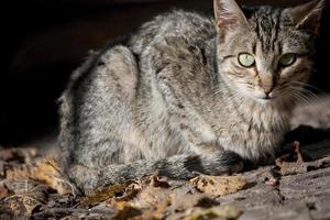 domestic cat closeup photo