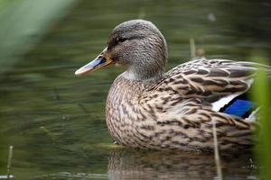 mallard duck closeup photo