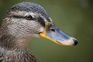Wild duck closeup photo