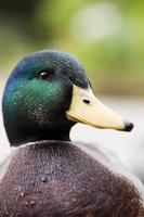 mallard duck  closeup photo