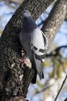 Urban pigeon closeup photo