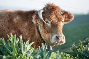 brown cow closeup photo