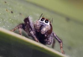 grey jumping spider photo