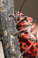 Graphosoma lineatum bug photo