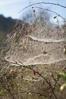 spider web on the morning photo