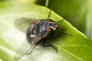 common fly insect photo