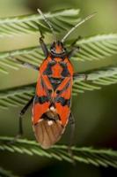 chinche, pyrrhocoris apterus foto