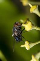 common fly insect