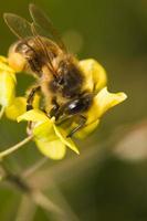 worker bee pollinizing photo