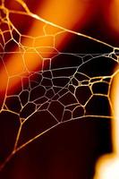 golden spider web photo