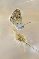 Southern Brown Argus photo