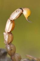 cola de picadura de escorpión buthus foto