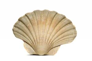 half scallop shell photo