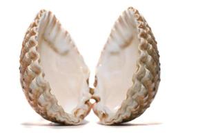 open cockle shell photo