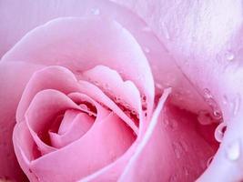 Pink rose petals for background