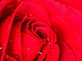 Red rose petals for background photo