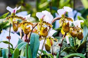 Paphiopedilum orchid blossoms in garden photo