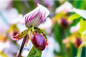 Flores de orquídeas paphiopedilum en el jardín foto