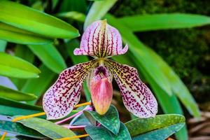 Paphiopedilum orchid blossoms in garden photo