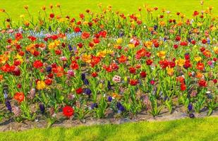 Rosa amarillo rojo tulipanes narcisos parque Keukenhof Lisse Holanda Holanda foto