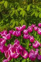 Pink purple tulips daffodils in Keukenhof park Lisse Holland Netherlands photo