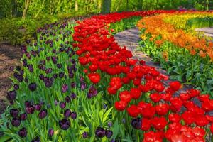 Purple red orange tulips daffodils Keukenhof park Lisse Holland Netherlands photo
