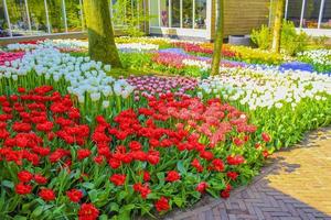 Rosa violeta tulipanes narcisos en el parque Keukenhof de Lisse Holanda Holanda foto