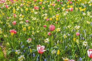 Pink purple tulips daffodils in Keukenhof park Lisse Holland Netherlands photo