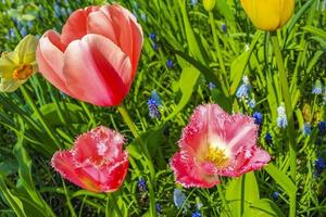 Pink purple tulips daffodils in Keukenhof park Lisse Holland Netherlands photo