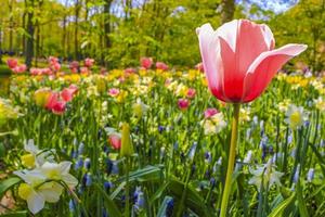 Pink purple tulips daffodils in Keukenhof park Lisse Holland Netherlands photo