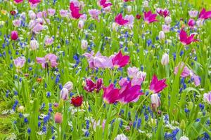 Pink purple tulips daffodils in Keukenhof park Lisse Holland Netherlands photo