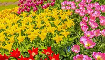 Narcisos tulipanes rosas amarillas en el parque Keukenhof de Lisse Holanda Holanda foto