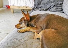 Perro chihuahua cansado yace en el sofá de una manera divertida foto