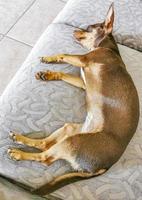 Perro chihuahua cansado yace en el sofá de una manera divertida foto